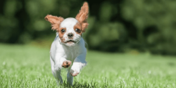 Animal Protection Law